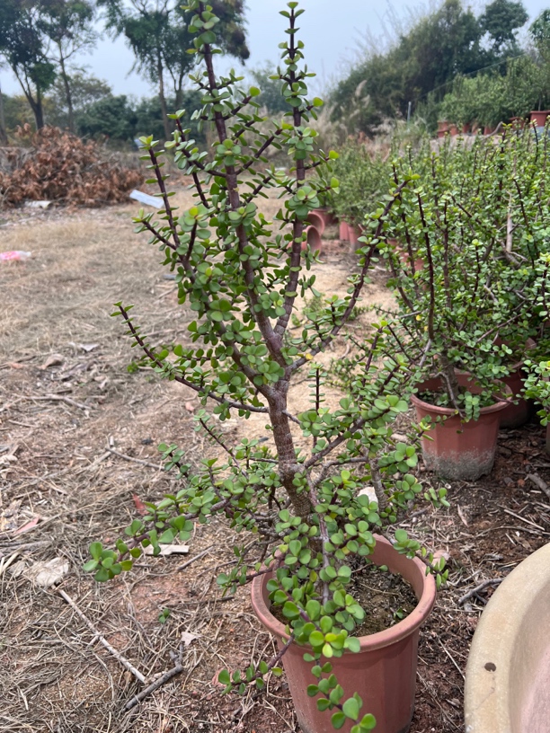 金枝玉叶老桩原生苗自助做盆栽造型