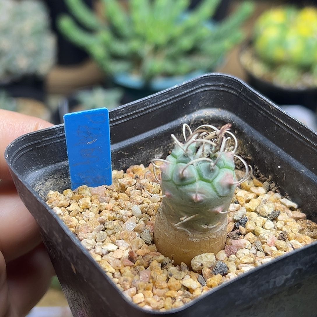 娇丽锦实生球一颗一颗一颗