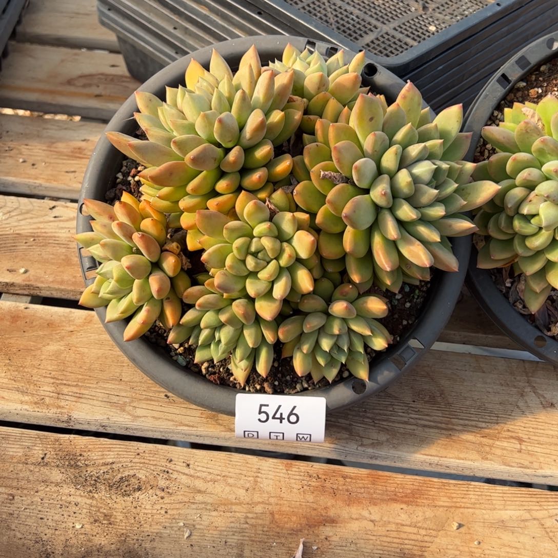 546多肉植物盆栽花卉