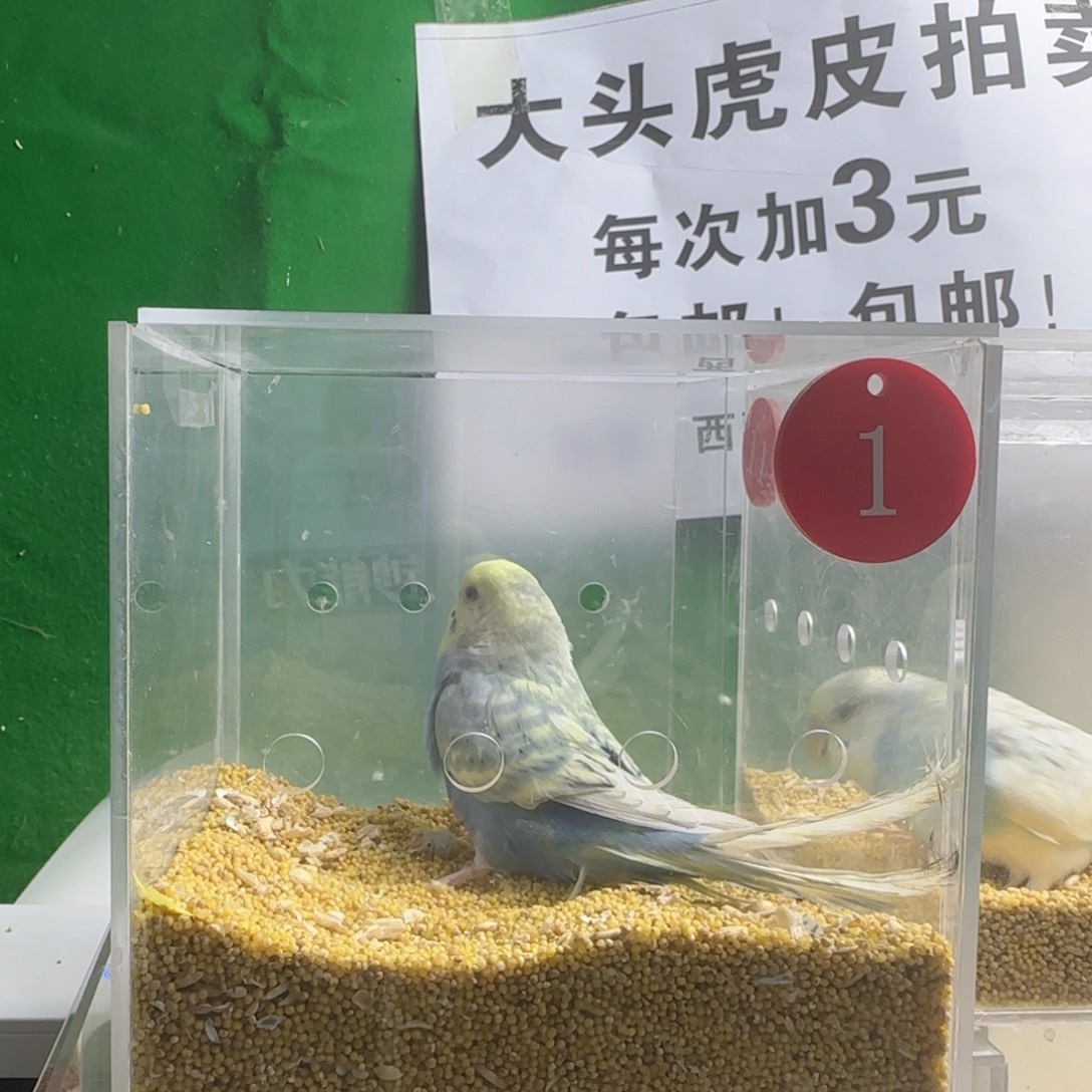 虎皮鹦鹉大头鹦鹉