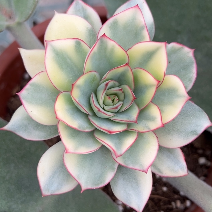 侧影锦一物一拍锦龙