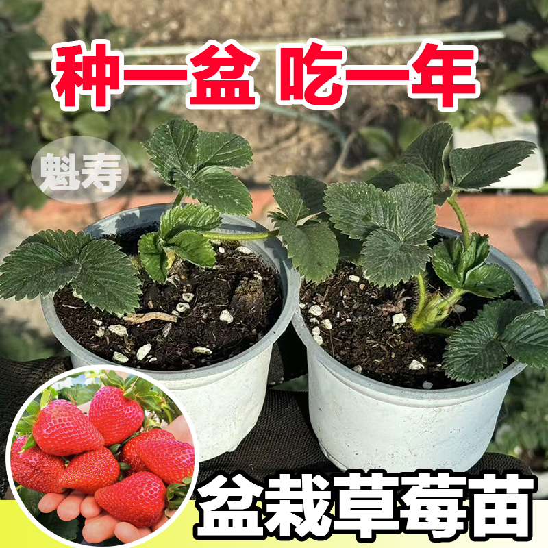 四季奶油草莓苗盆栽带花带果带土种籽子红颜结果阳台种植新苗苗秧