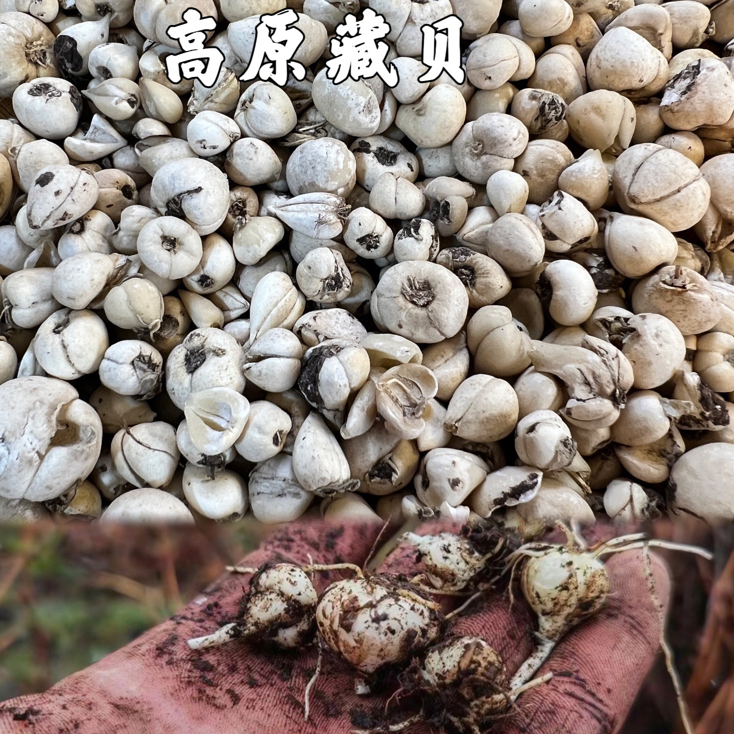 川贝青贝藏贝母西藏高原野生贝母中药材干货散装药食同源食品