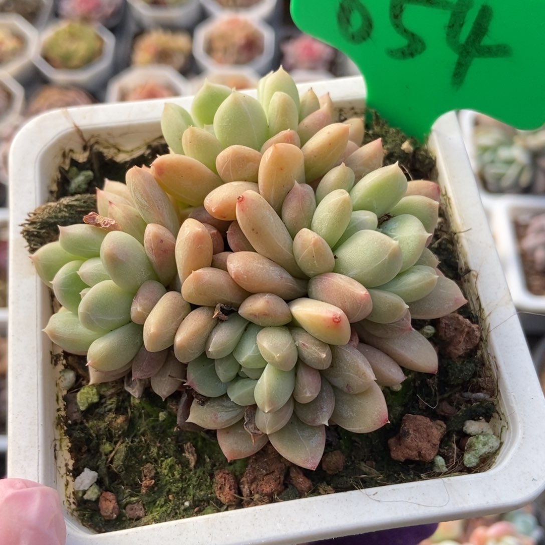 654百搭翡翠多肉植物