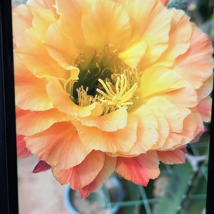 一品夫人毛花柱5-6厘米起带根球