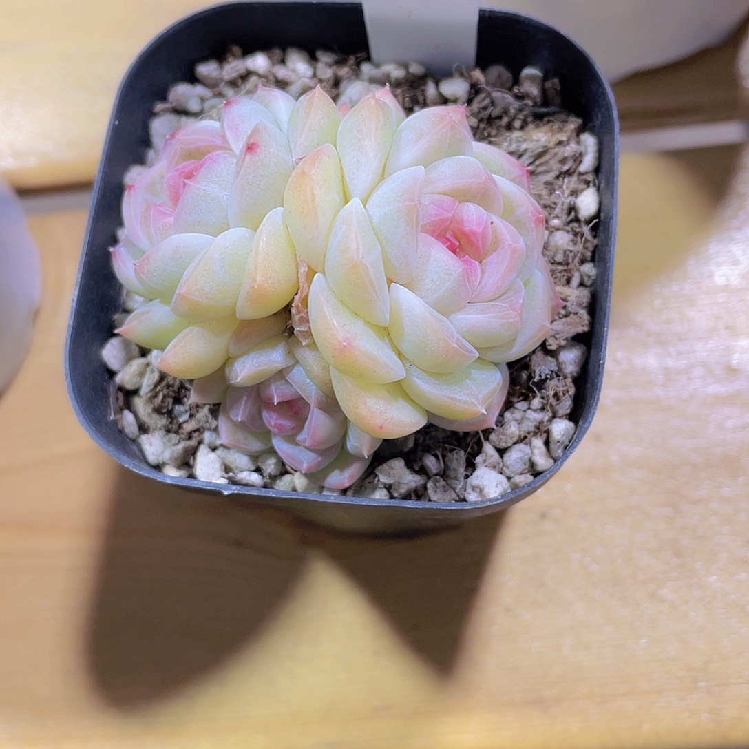 804号天花板白桃汽水多头