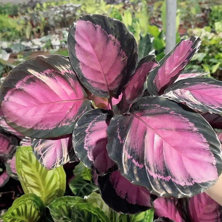 完全开放498幸运女神