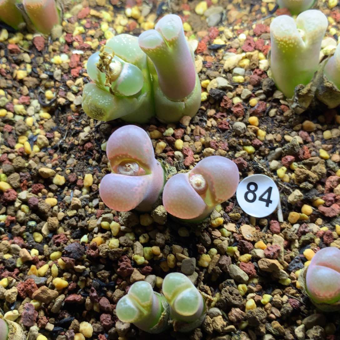 孙*英84号风铃母本双头