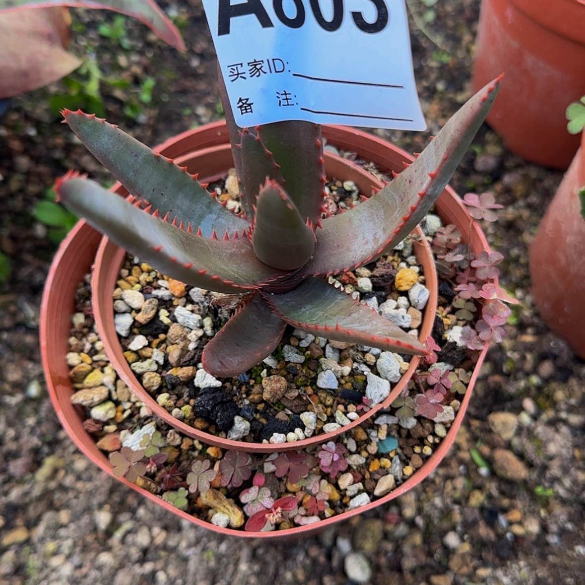 【闪购商品】笑**年块根植物