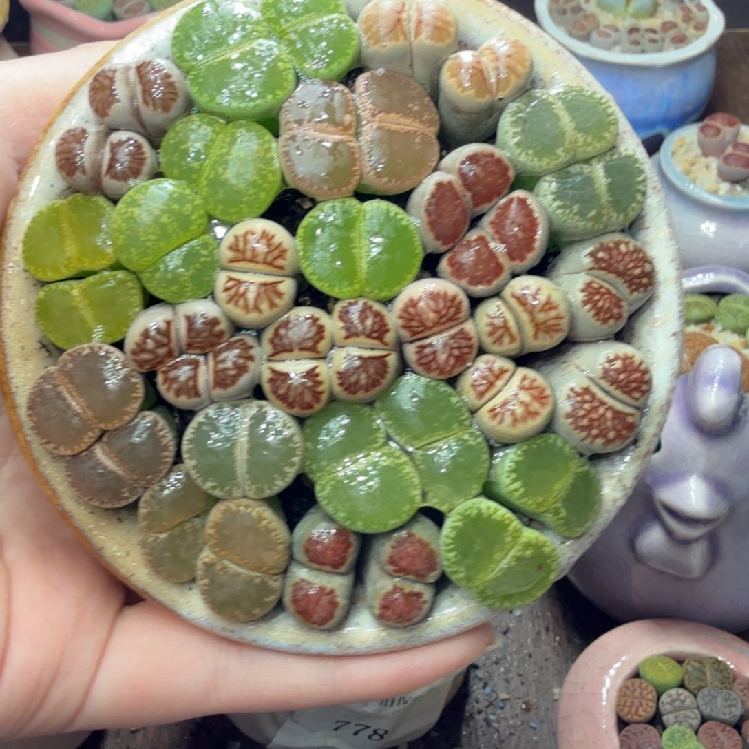 多肉葡子粉和小507