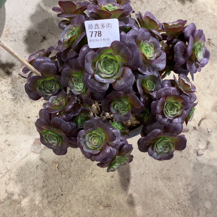 778玫瑰多肉植物