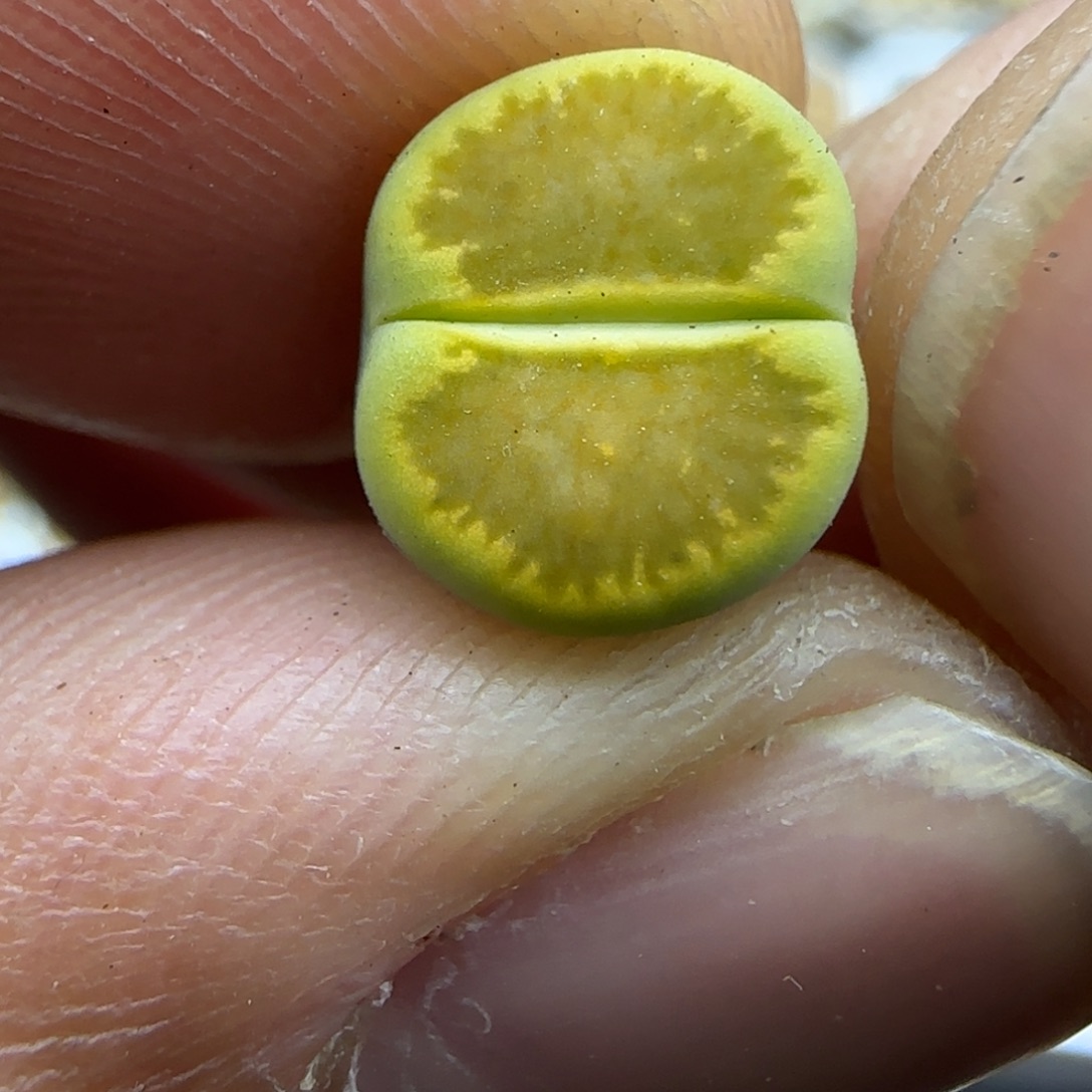 505 开播福利生石花大棚直播