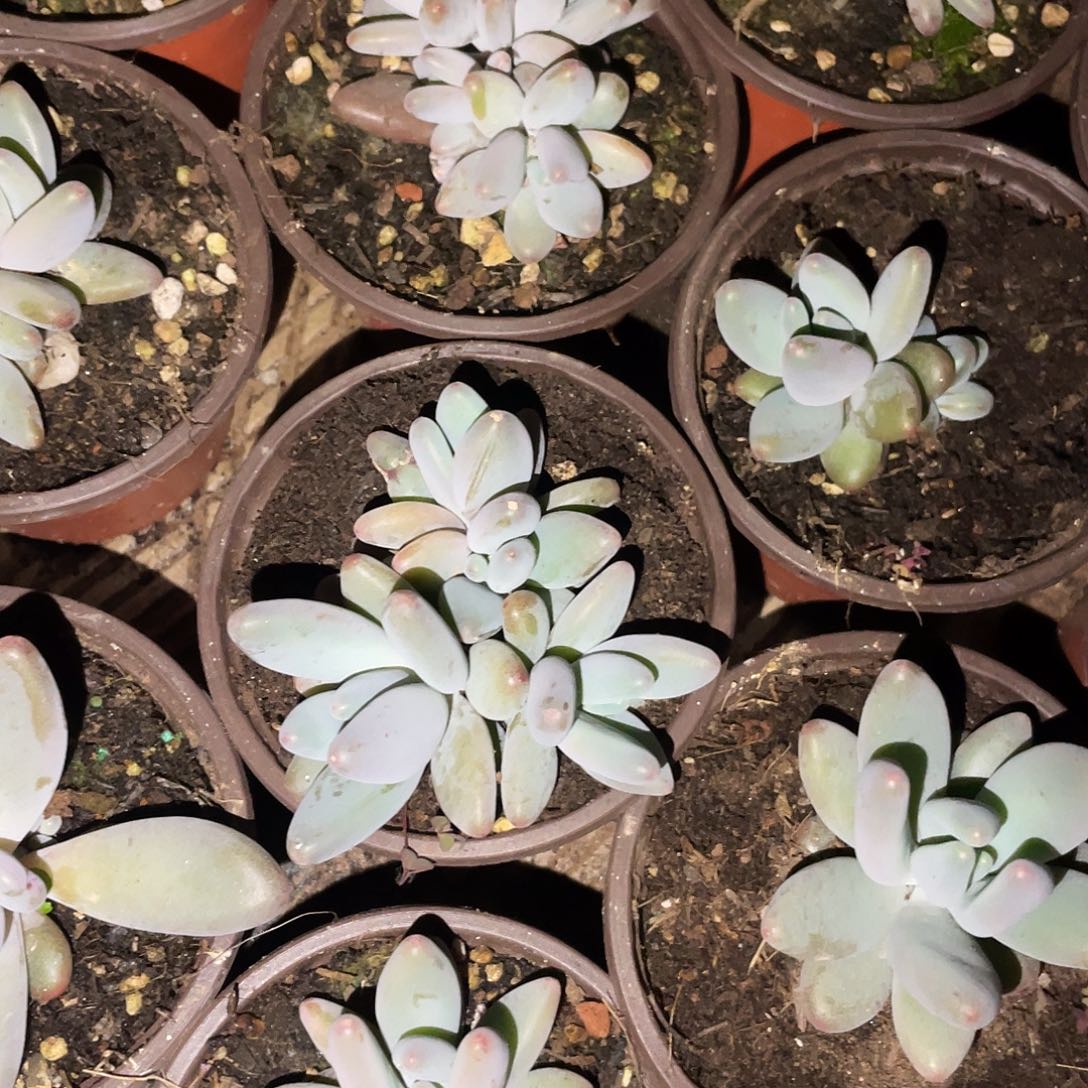 企鹅杂满20包邮脱土发货