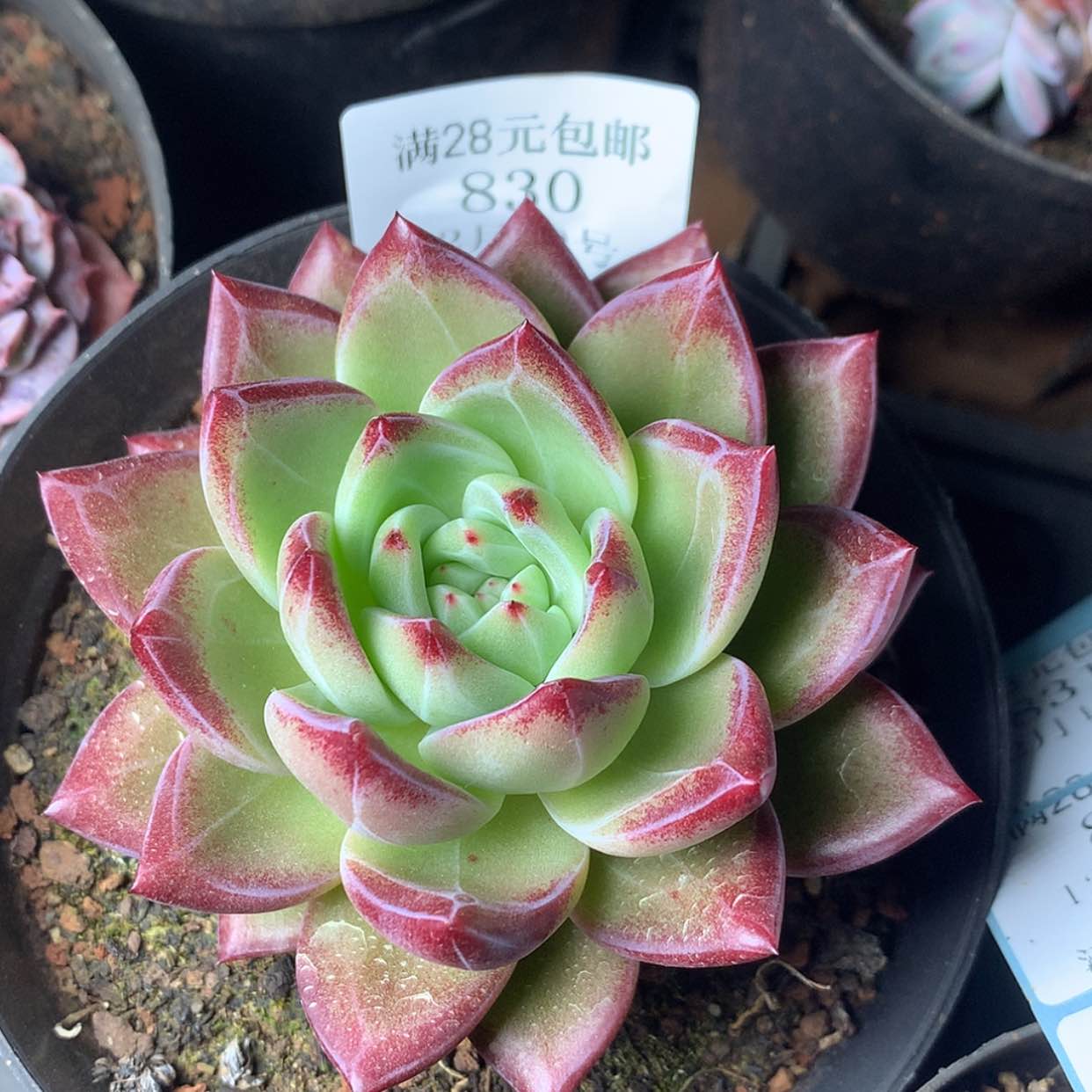 【闪购商品】云830号