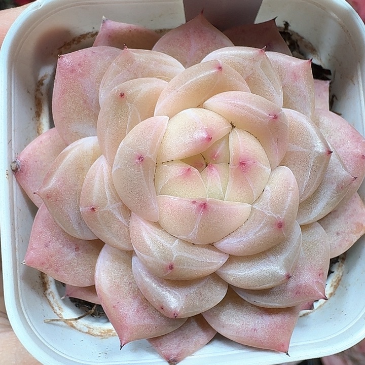 杂交多肉植物171