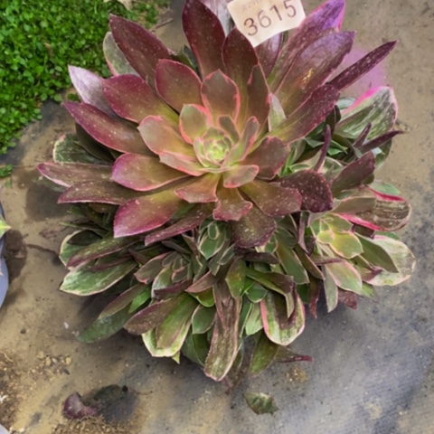 幻沙多肉植物3615