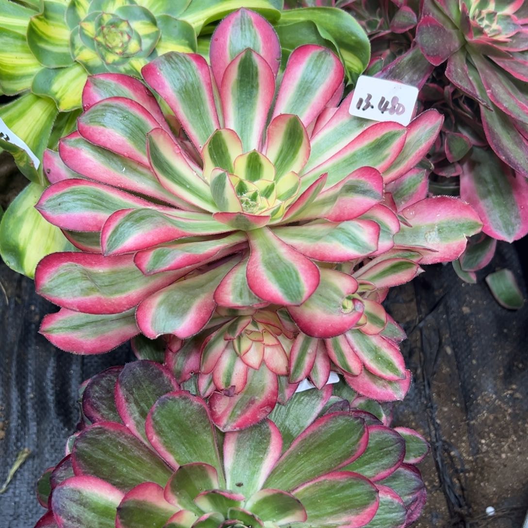 480爱丽丝多肉植物一