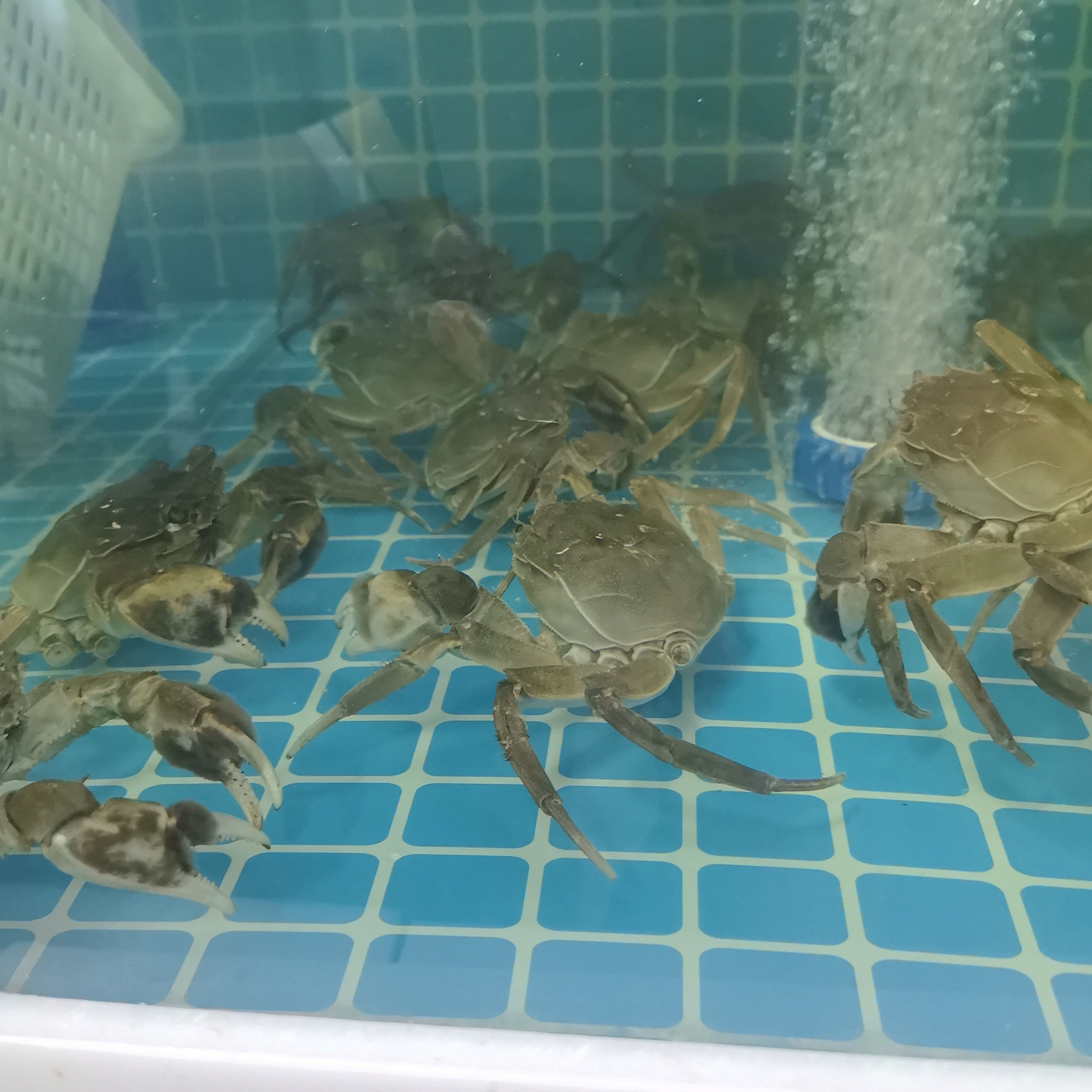 鲜活大闸蟹公蟹约2两/只海鲜
