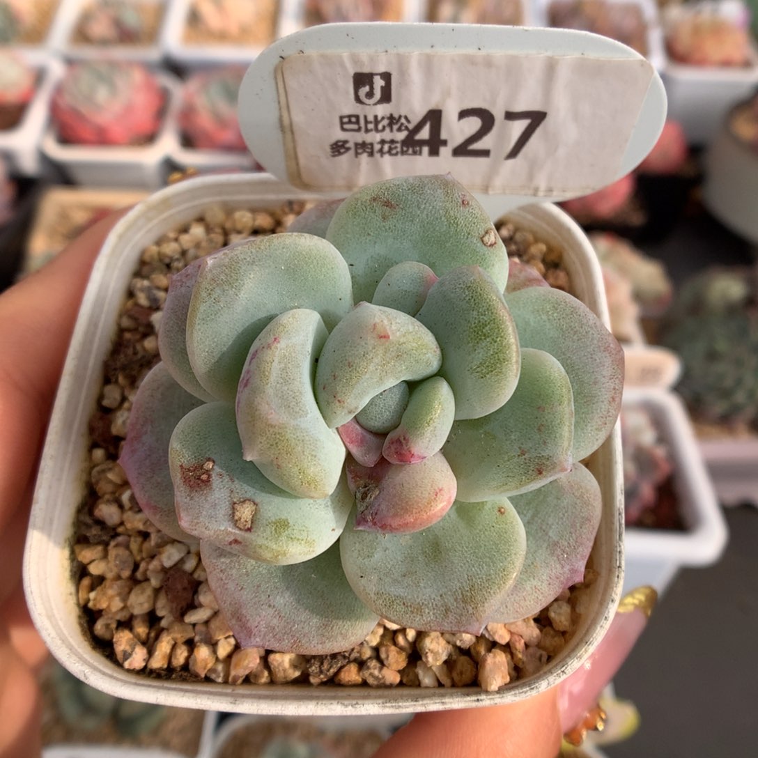 427紫心灭心冰玉石化多肉植物