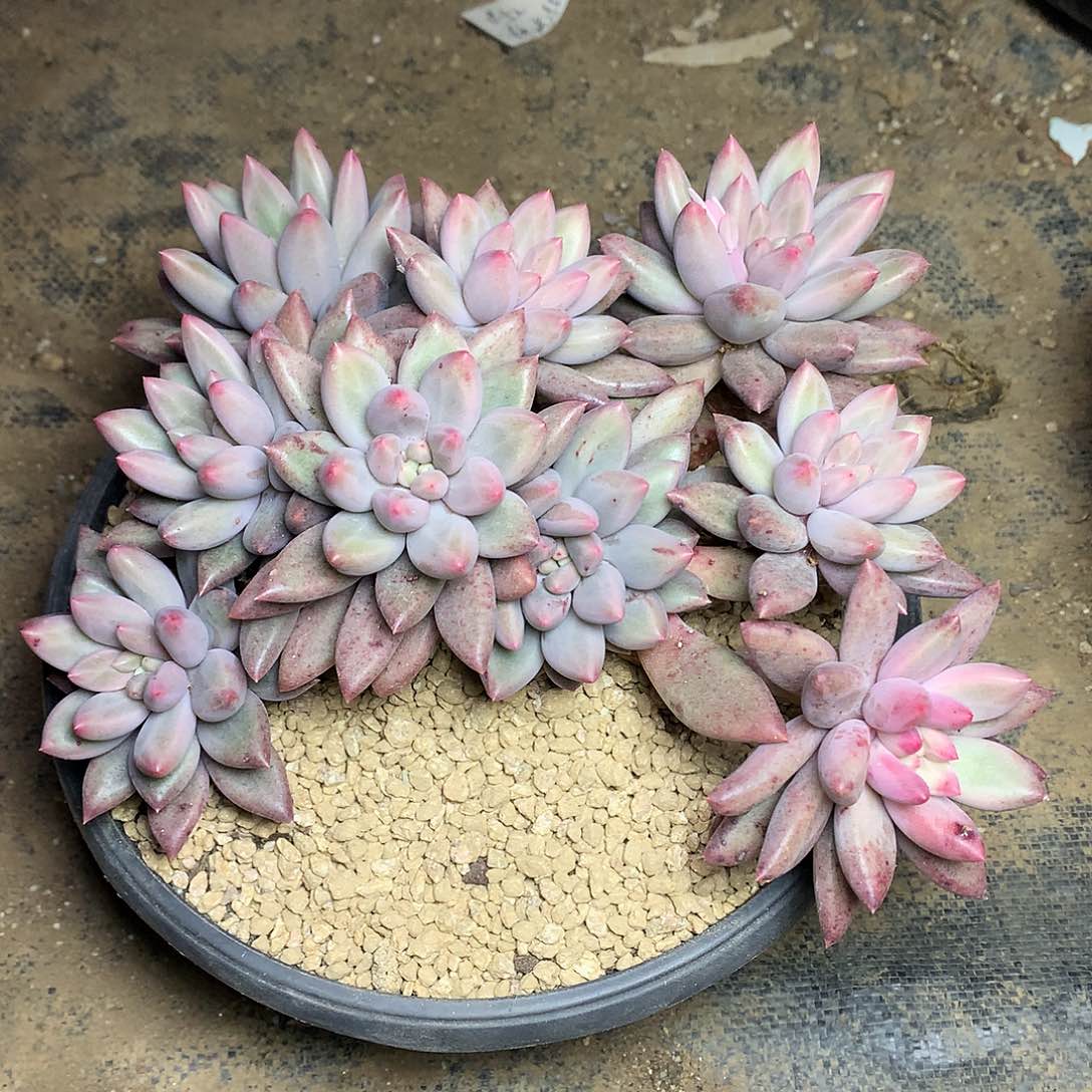 玻璃球多肉一物一拍