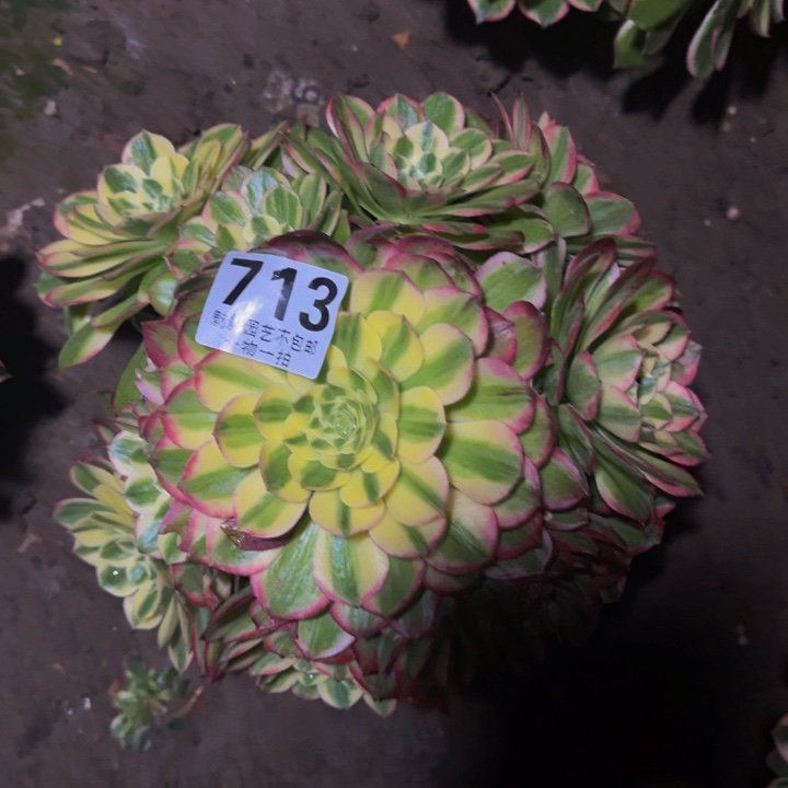 海王花27-12包邮花花