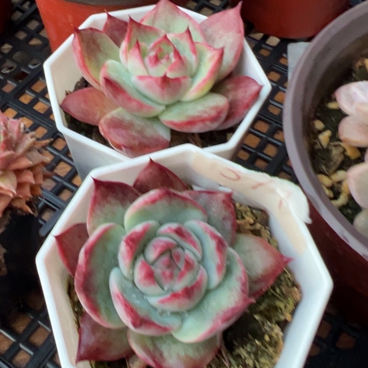 惊鸿两盆控养多肉植物