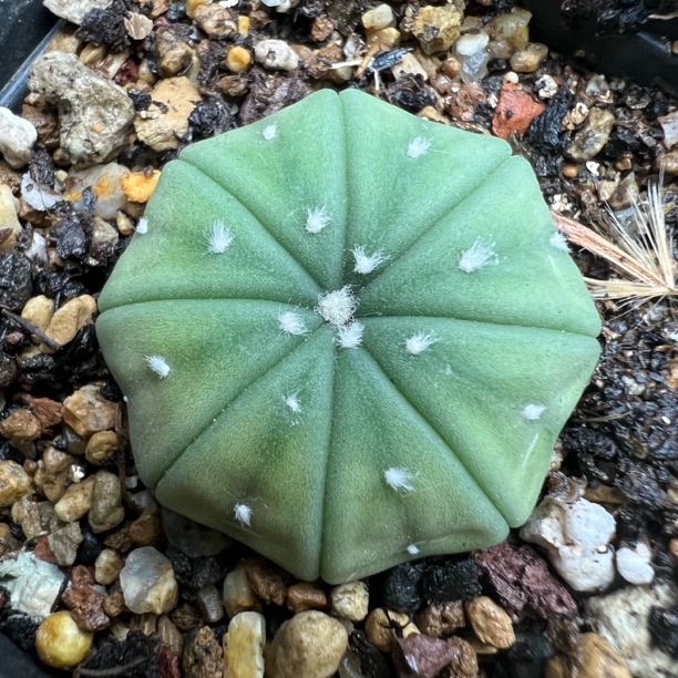 指纹海星兜实生仙人球仙人掌多肉植物防辐射小盆栽办公室吸甲醛