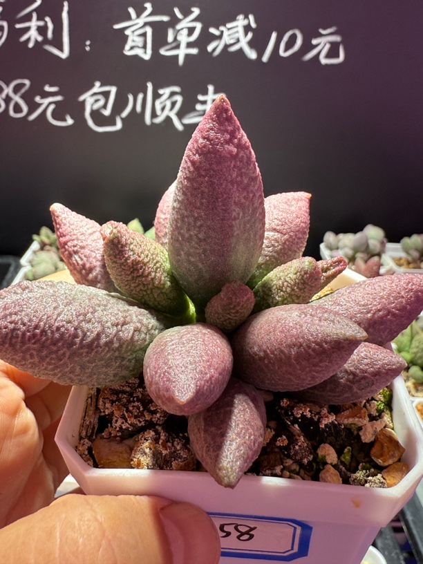 秋香水泡，带盆发货满88包顺丰