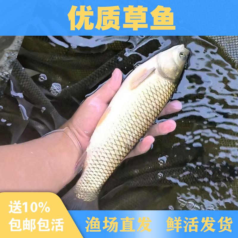 优质小草鱼观赏养殖淡水鱼包邮直发