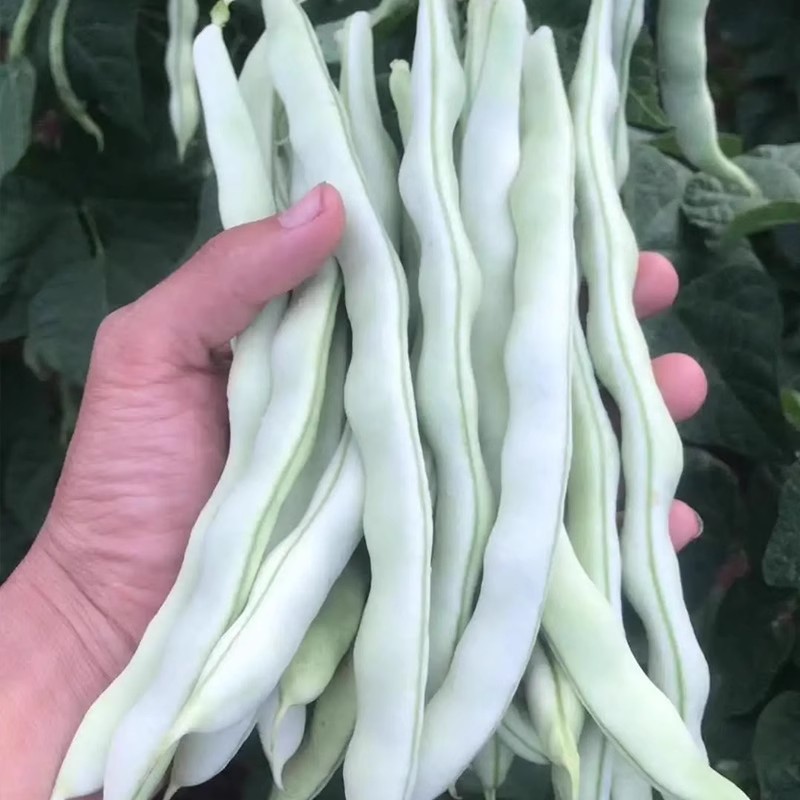 九粒白芸豆种子四季盆栽寿光蔬菜菜园大棚种植高产型九粒白豆类种