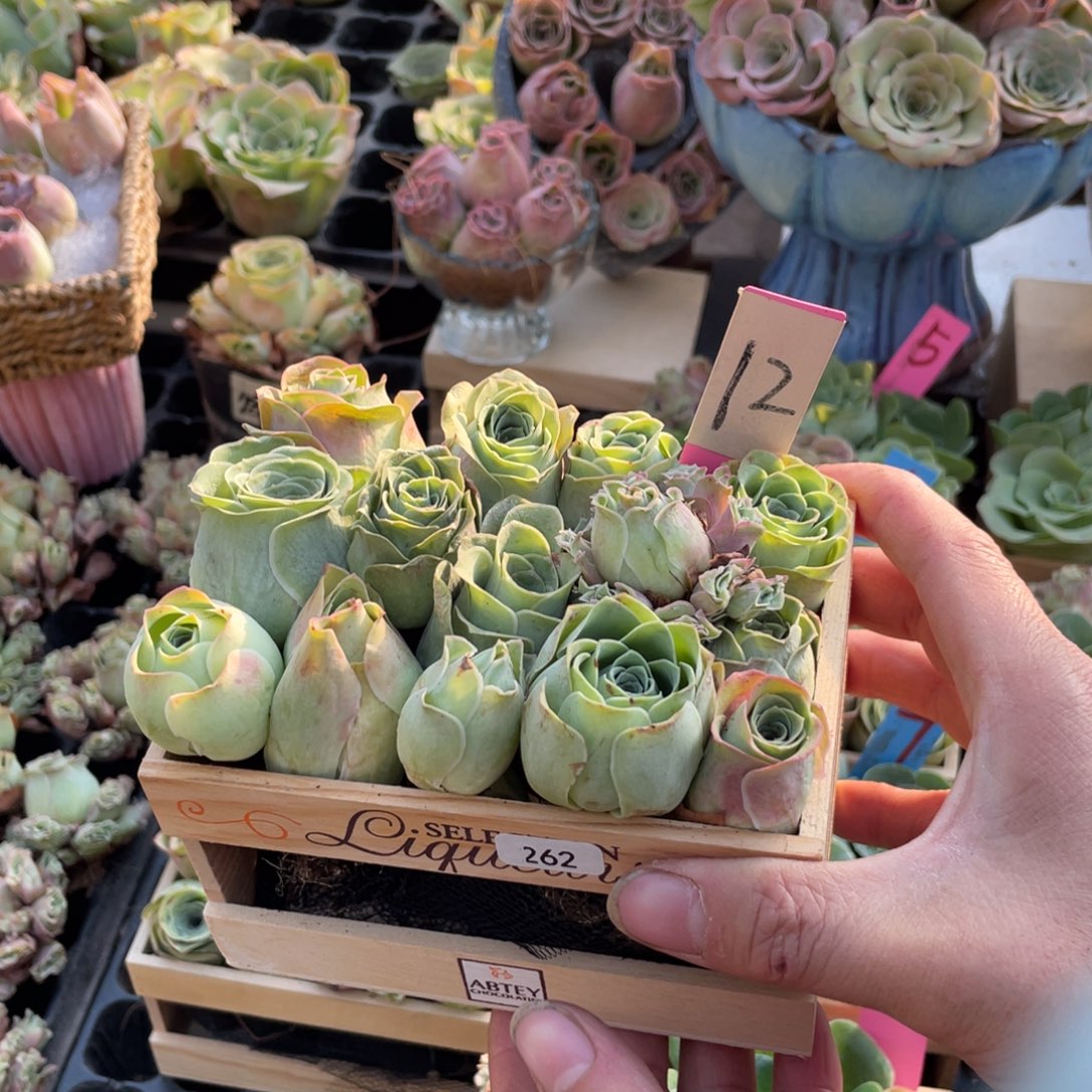 石***玉山地玫瑰多肉植物花卉262