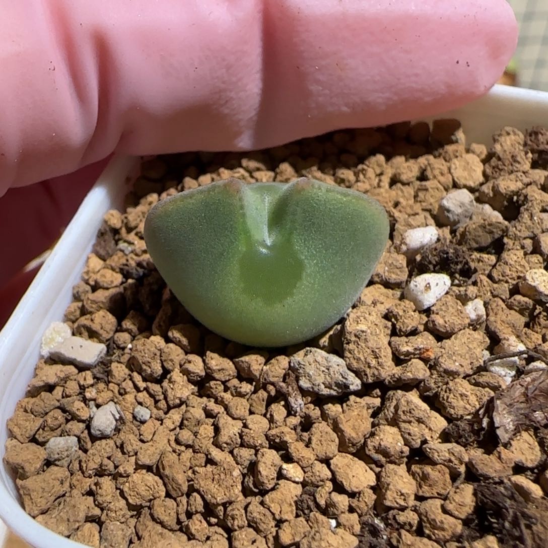 ****琳肉锥多肉植物组合-ap空蝉991