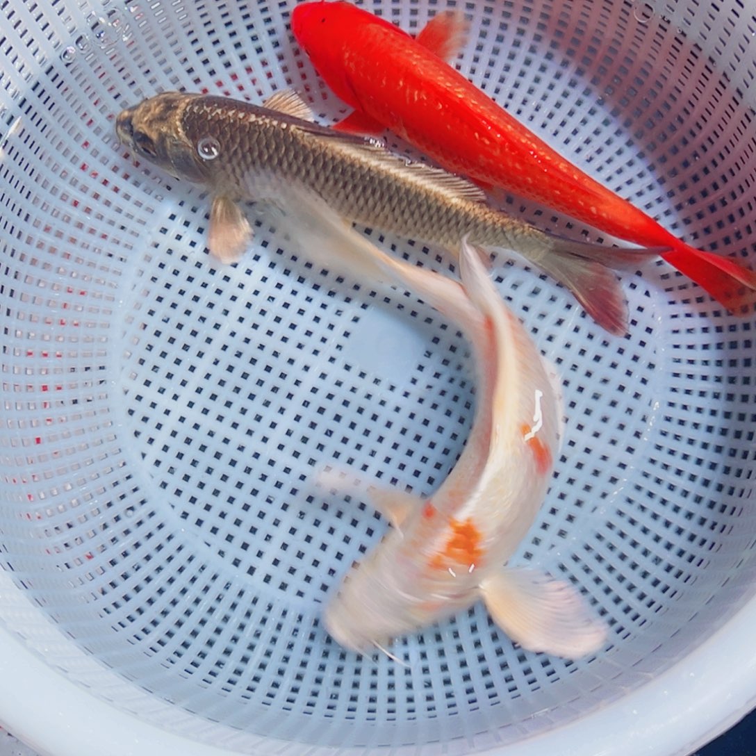锦鲤锦鲤观赏鱼8888