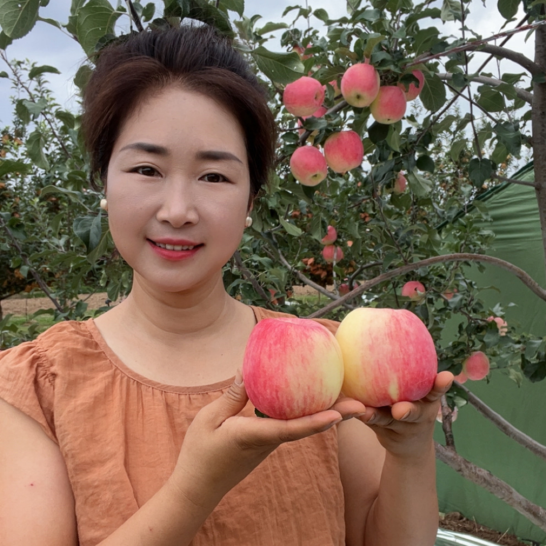 正宗甘肃庆阳早熟“华硕苹果”瑕疵果 性价比高 新鲜采摘口感清甜