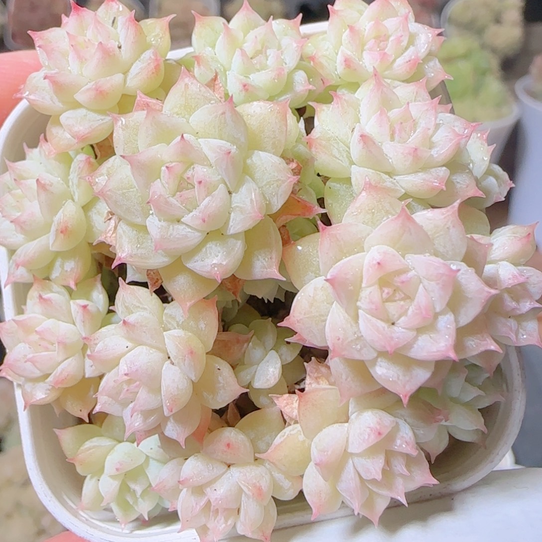 花语多肉1203-19散