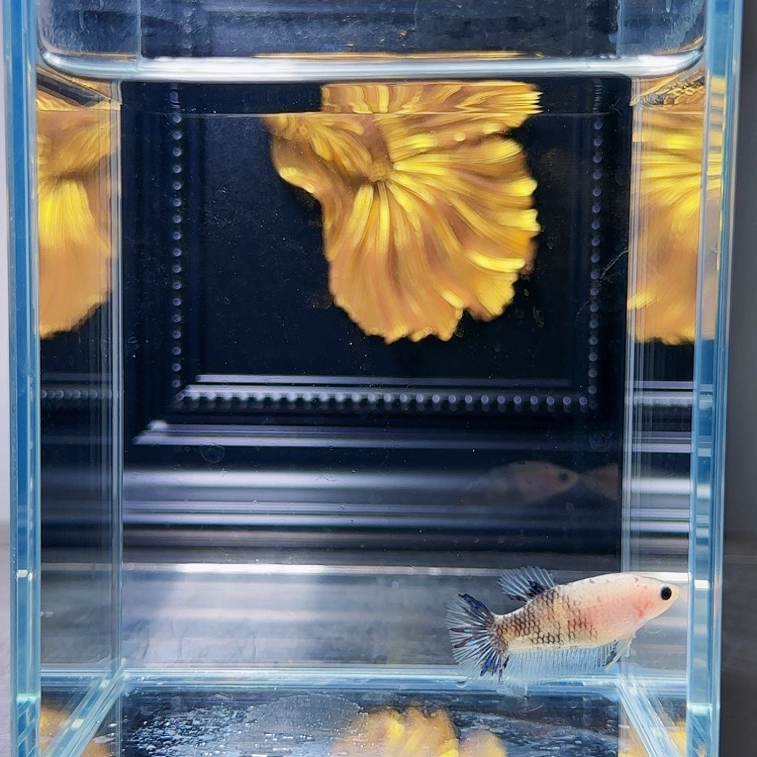 斗鱼活体观赏鱼好养耐活