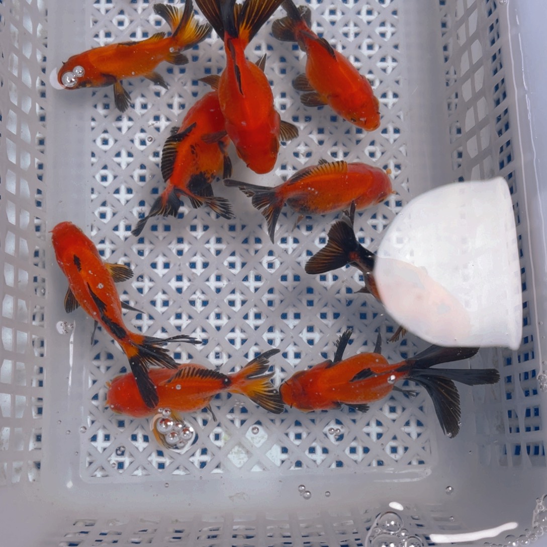 海水鱼黄身黑尾10条（非一物一拍