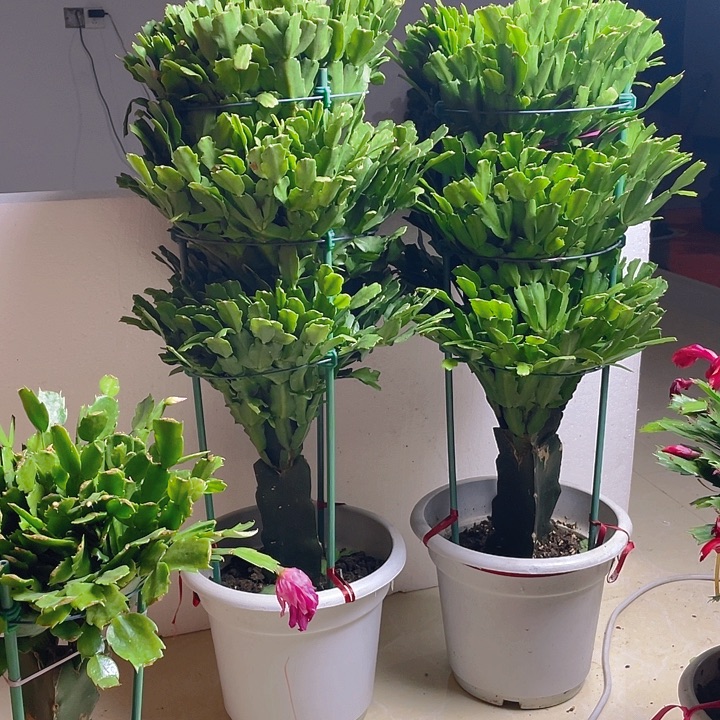 完全开放麒麟室内花卉