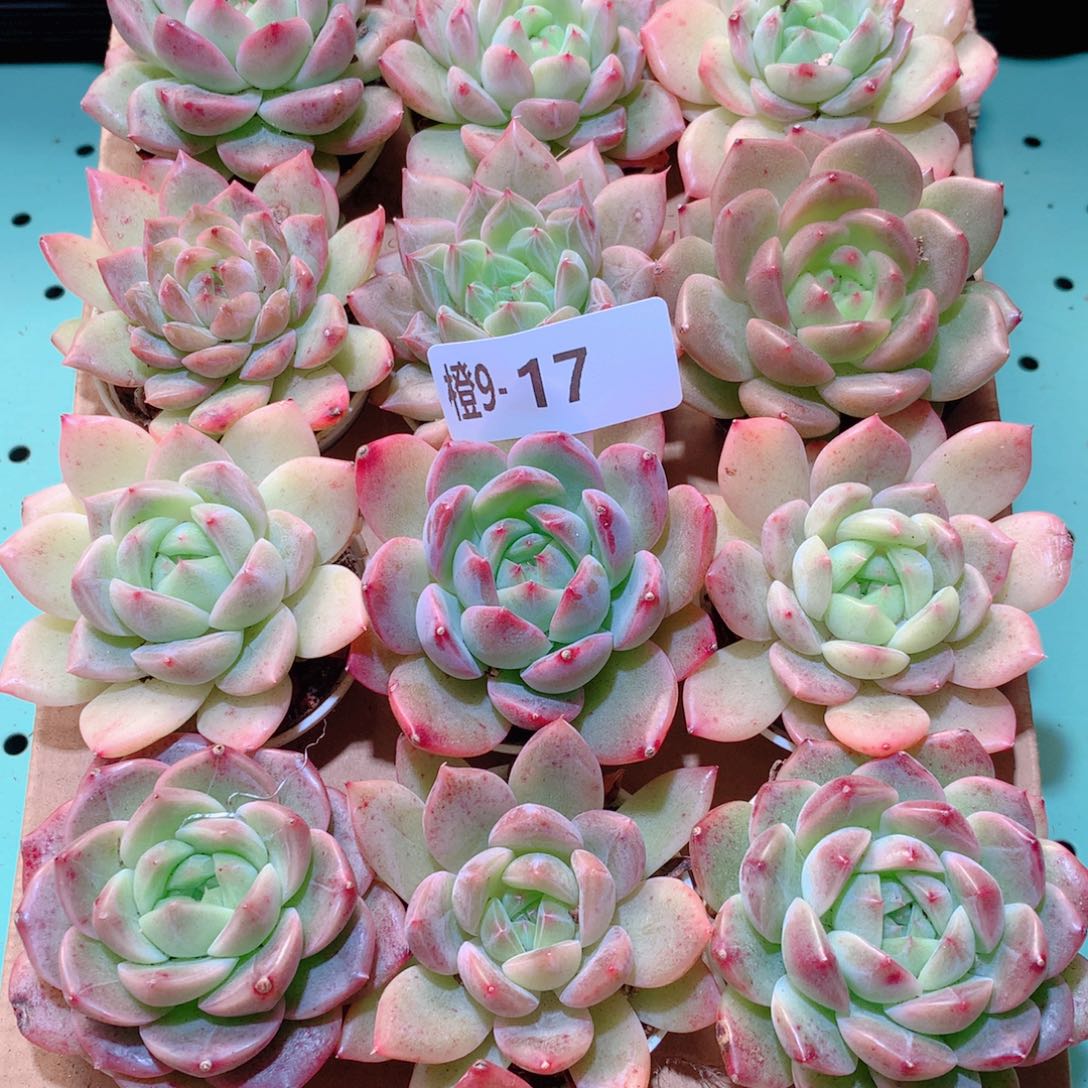 9-17一物一拍多肉带盆18颗