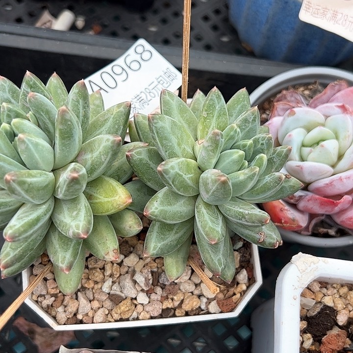 幸运颜色白色的颜色搭配