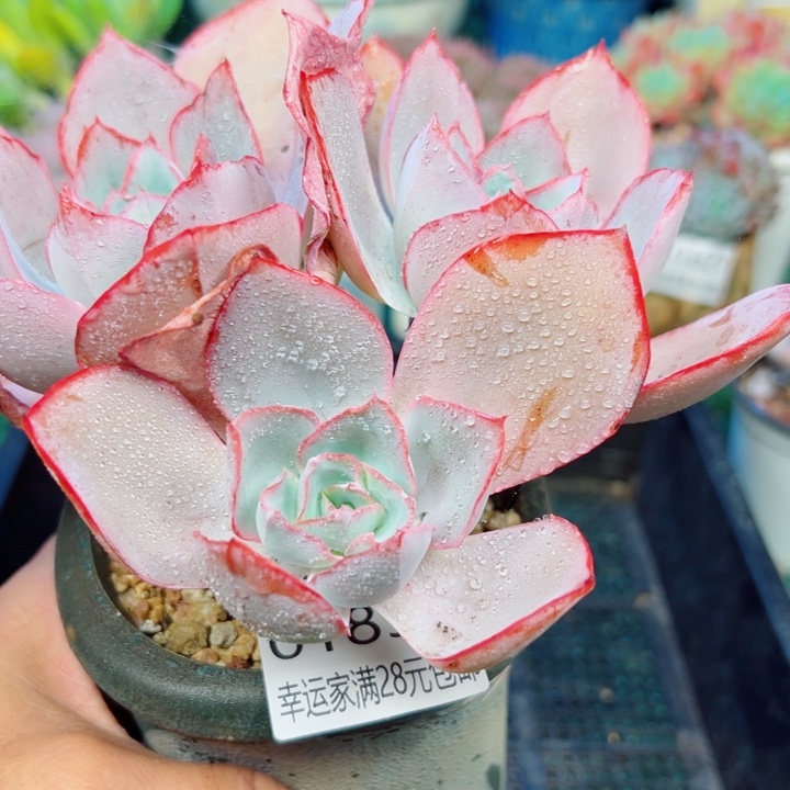 幸运的是我还在努力地