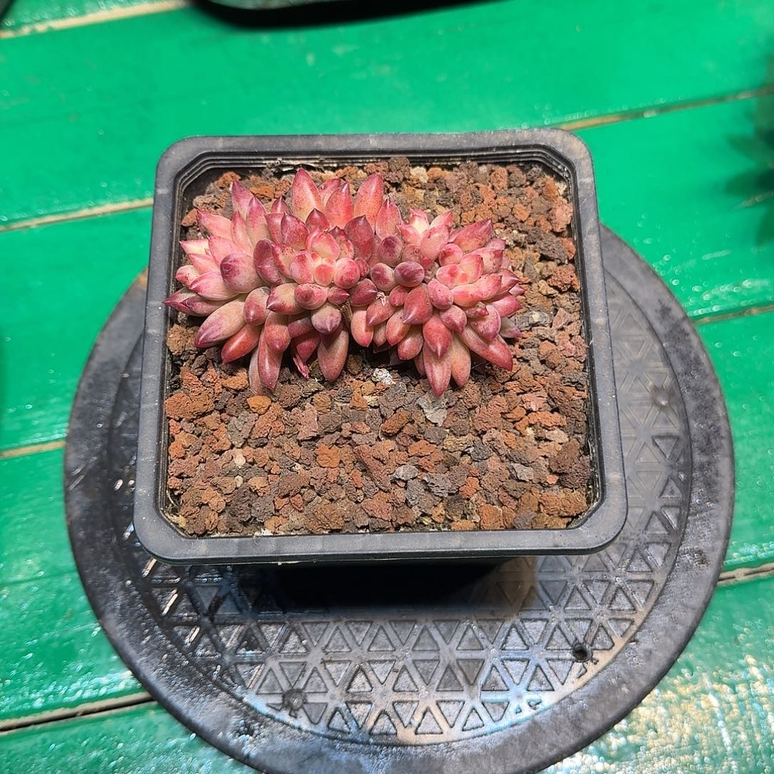 多肉植物多肉植物