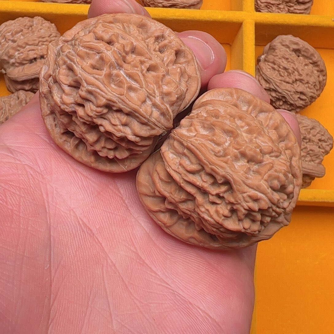 白狮子三角白了头