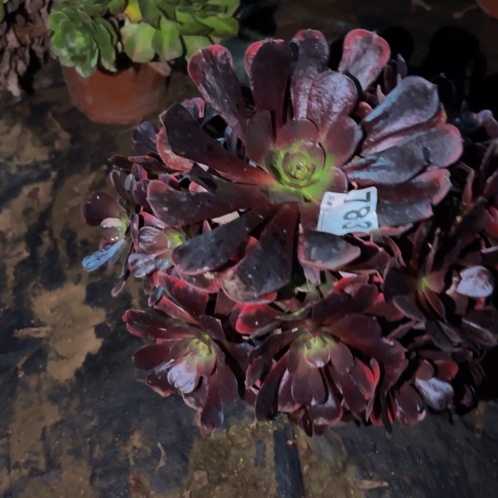 783爱神多肉植物不售后砍头老桩