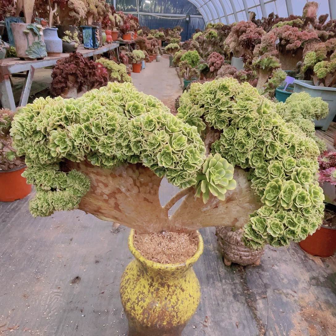 【闪购商品】无花朵绿豆沙朵朵