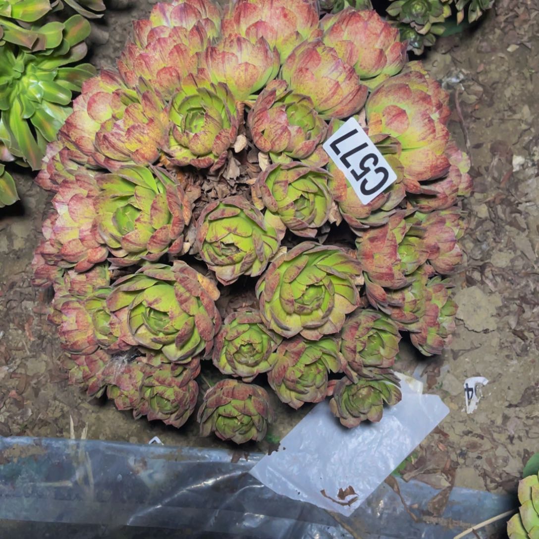 万拉丝14////36包邮