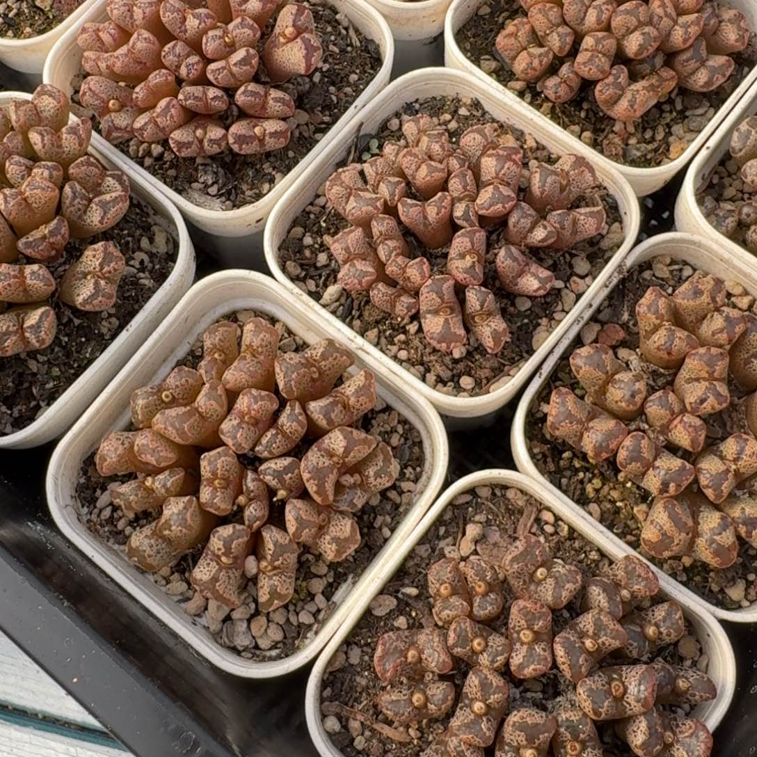 超级蝴蝶勋章群福利一颗