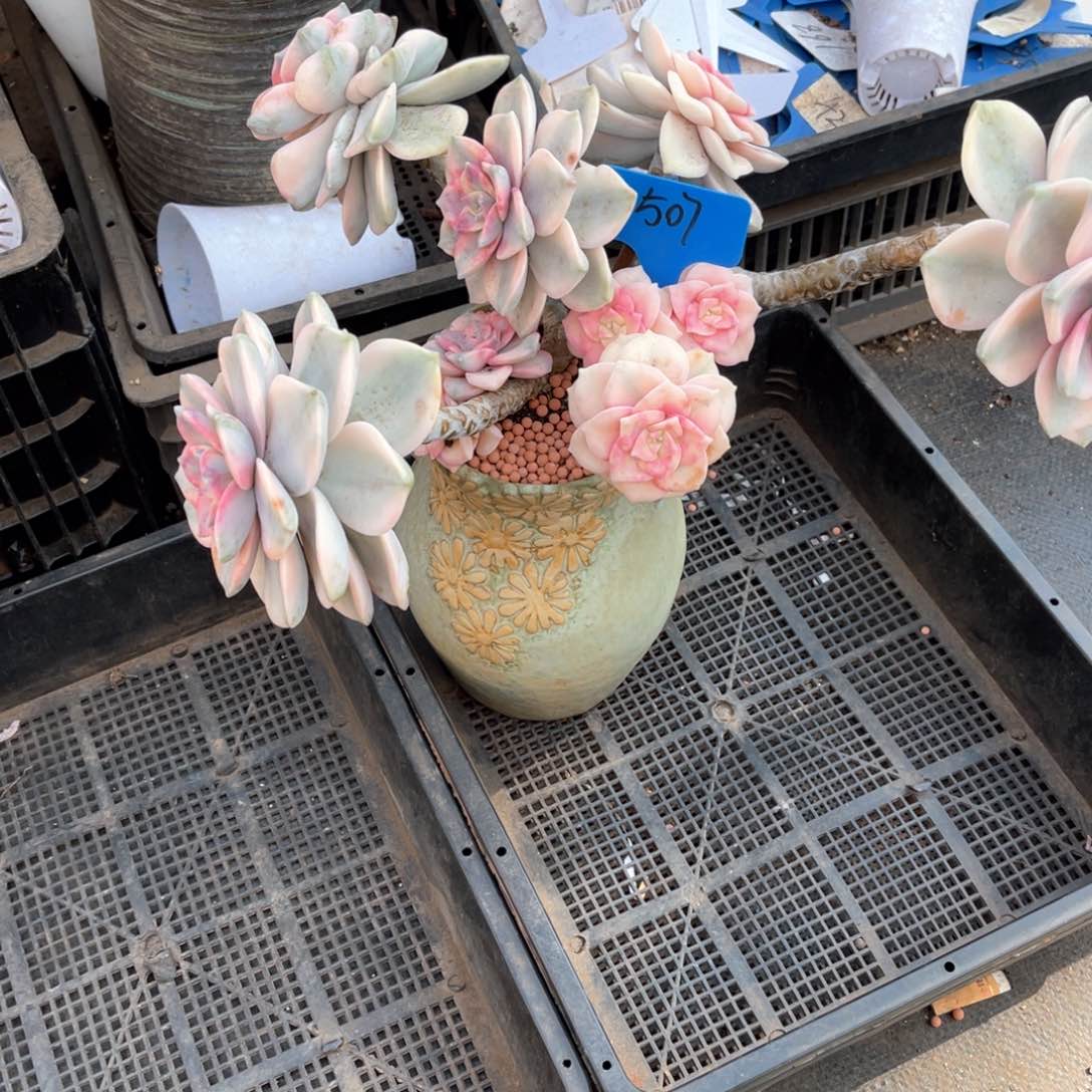 a**d507紫乐锦多肉