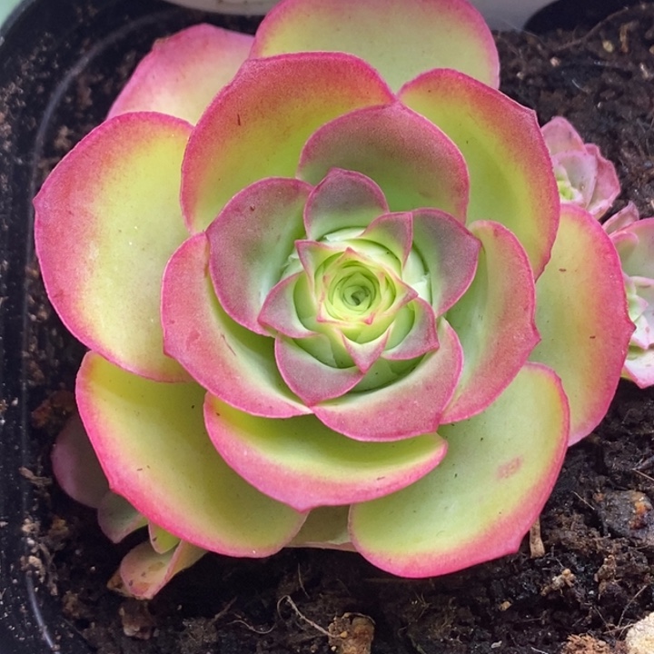 老***马楹楹/006/冠幅4cm