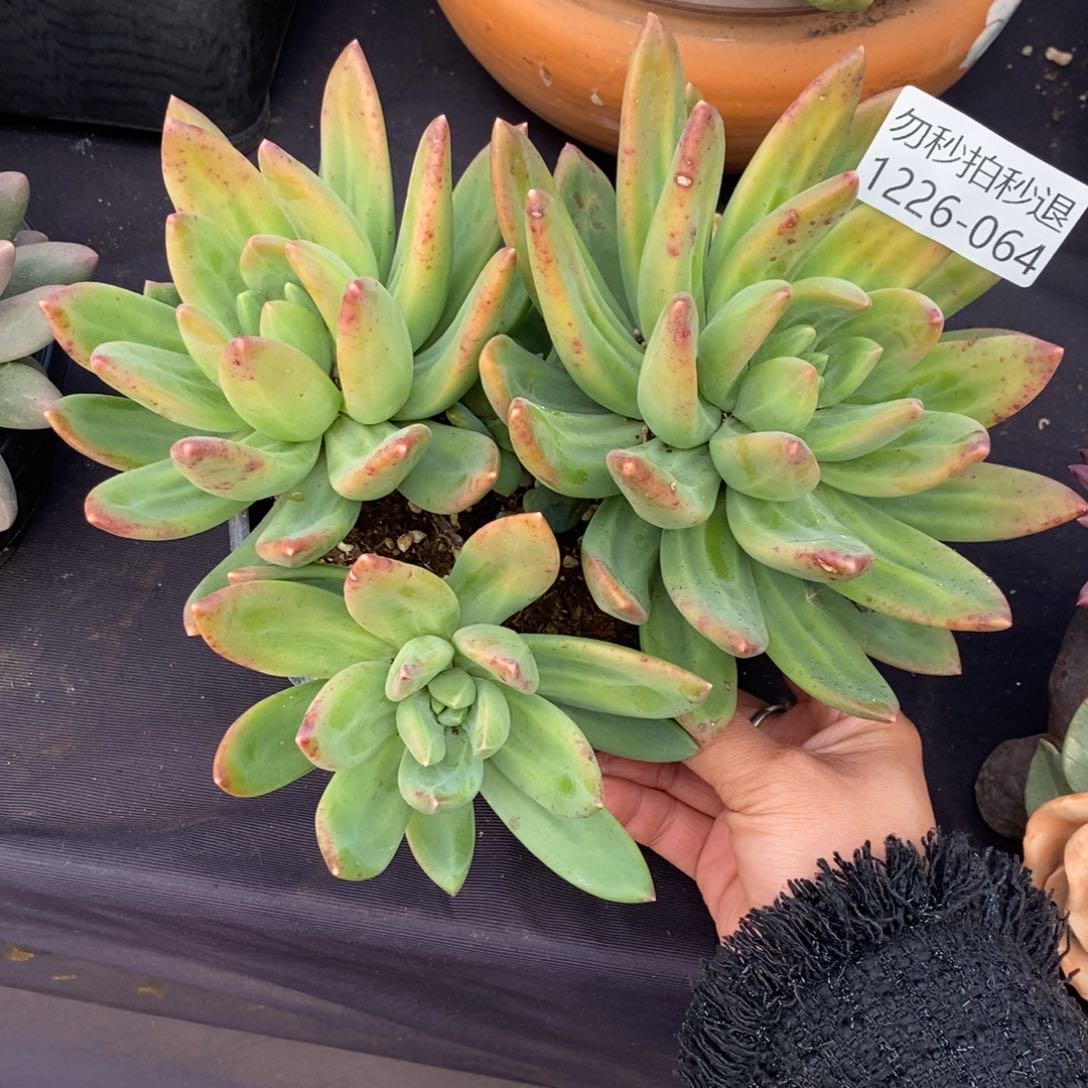 两单包邮1226-64海洋之歌